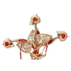 5 Super Skeleton / Anatomical Model