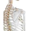 Erler Zimmer "Oscar" Skeleton For Schools -Sport-Thieme Shop 275 2701 1