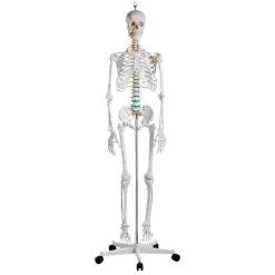 Erler Zimmer "Oscar" Skeleton For Schools 11 Erler Zimmer "Oscar" Skeleton For Schools -Sport-Thieme Shop 275 2701