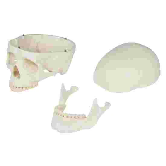 Erler Zimmer "Oscar" Skeleton For Schools 5 Erler Zimmer "Oscar" Skeleton For Schools - Image 3