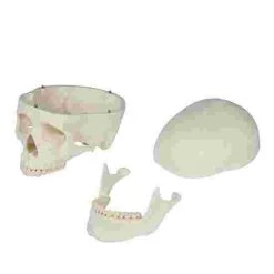 Erler Zimmer "Oscar" Skeleton For Schools 10 Erler Zimmer "Oscar" Skeleton For Schools -Sport-Thieme Shop 275 2701 4