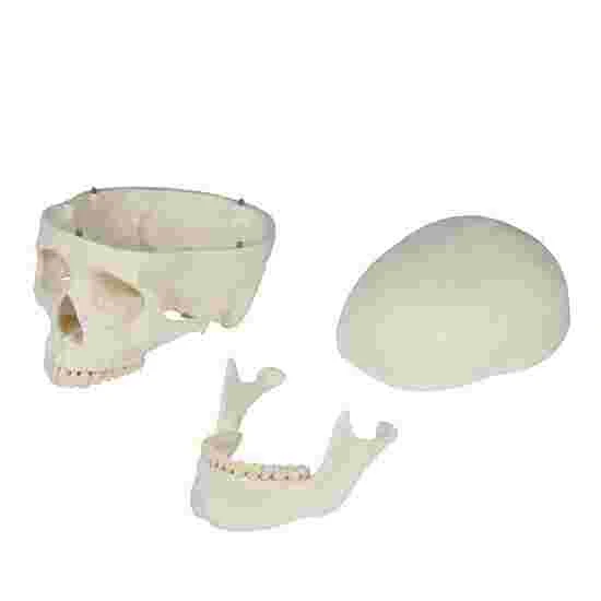 Erler Zimmer "Oscar" Skeleton For Schools 6 Erler Zimmer "Oscar" Skeleton For Schools - Image 4