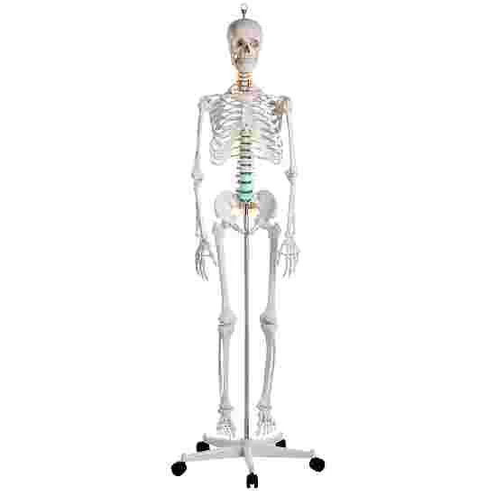 Erler Zimmer "Oscar" Skeleton For Schools 7 Erler Zimmer "Oscar" Skeleton For Schools - Image 5