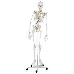 Erler Zimmer "Hugo" Flexible Skeleton 11 Erler Zimmer "Hugo" Flexible Skeleton -Sport-Thieme Shop 275 2714