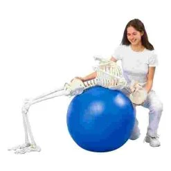 Erler Zimmer "Hugo" Flexible Skeleton 9 Erler Zimmer "Hugo" Flexible Skeleton -Sport-Thieme Shop 275 2714 3