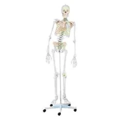 Erler Zimmer "Hugo" Flexible Skeleton 10 Erler Zimmer "Hugo" Flexible Skeleton -Sport-Thieme Shop 275 2714 4