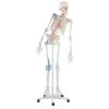 Erler Zimmer "Max" Flexible Skeleton Model 2 Erler Zimmer "Max" Flexible Skeleton Model -Sport-Thieme Shop 275 2727
