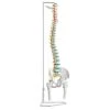 Erler Zimmer Flexible Spine 2 Erler Zimmer Flexible Spine -Sport-Thieme Shop 275 2802