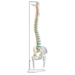 Erler Zimmer Flexible Spine