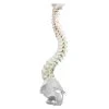 Erler Zimmer Flexible Spine With Pelvis And Stand 1 Erler Zimmer Flexible Spine With Pelvis And Stand -Sport-Thieme Shop 275 2815 1