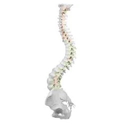 Erler Zimmer Flexible Spine With Pelvis And Stand