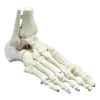 Erler Zimmer Foot Skeleton 1 Erler Zimmer Foot Skeleton -Sport-Thieme Shop 275 3209