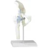 Erler Zimmer Hip Joint Model With Ligaments 2 Erler Zimmer Hip Joint Model With Ligaments -Sport-Thieme Shop 275 3300