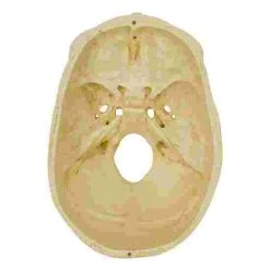 5 4-Part Skull – Standard / Anatomical Model