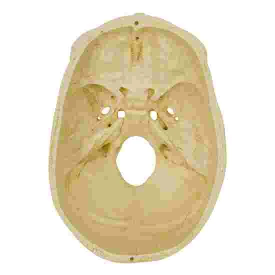 5 4-Part Skull – Standard / Anatomical Model 3 5 4-Part Skull – Standard / Anatomical Model