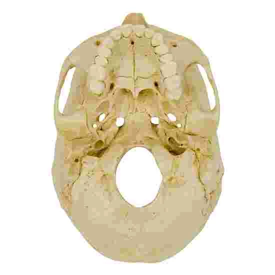 5 4-Part Skull – Standard / Anatomical Model 4 5 4-Part Skull – Standard / Anatomical Model - Image 2