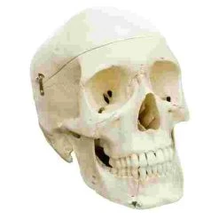 5 4-Part Skull – Standard / Anatomical Model 11 5 4-Part Skull – Standard / Anatomical Model -Sport-Thieme Shop 308 1916