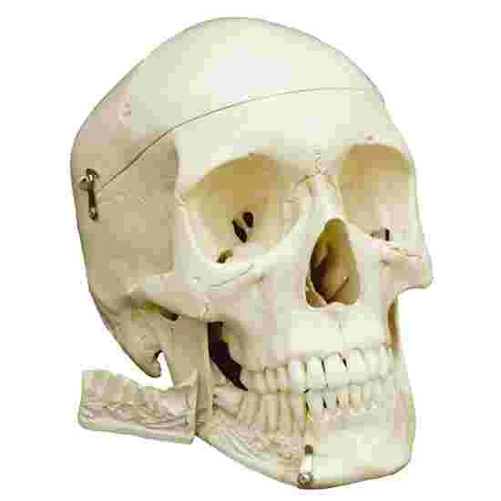 5 4-Part Skull – Standard / Anatomical Model 5 5 4-Part Skull – Standard / Anatomical Model - Image 3
