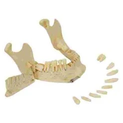 5 4-Part Skull – Standard / Anatomical Model 10 5 4-Part Skull – Standard / Anatomical Model -Sport-Thieme Shop 308 1916 4
