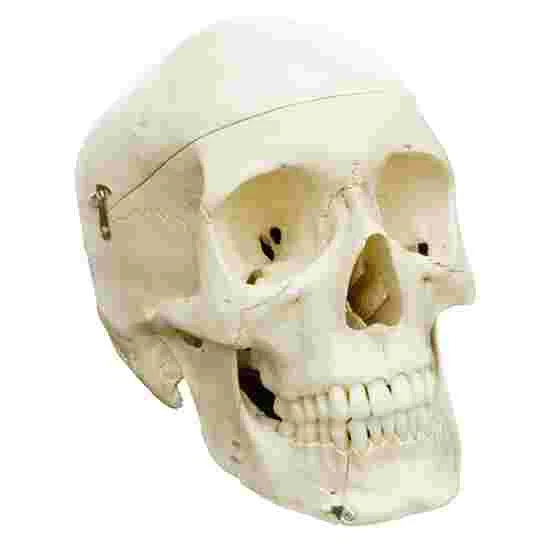 5 4-Part Skull – Standard / Anatomical Model 7 5 4-Part Skull – Standard / Anatomical Model - Image 5