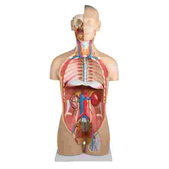 Erler Zimmer Anatomy Model Of Torso With Open Back 3 Erler Zimmer Anatomy Model Of Torso With Open Back