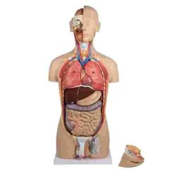 Erler Zimmer Anatomy Model Of Torso With Open Back 7 Erler Zimmer Anatomy Model Of Torso With Open Back -Sport-Thieme Shop 313 5600