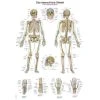 Erler Zimmer Anatomic Wall Charts (in German) 2 Erler Zimmer Anatomic Wall Charts (in German) -Sport-Thieme Shop 316 5603 3