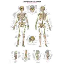 Erler Zimmer Anatomic Wall Charts (in German)