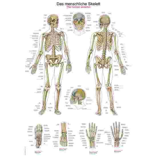 Erler Zimmer Anatomic Wall Charts (in German) 3 Erler Zimmer Anatomic Wall Charts (in German)