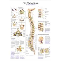 Erler Zimmer Anatomic Wall Charts (in German) 17 Erler Zimmer Anatomic Wall Charts (in German) -Sport-Thieme Shop 316 5616 1