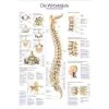 Erler Zimmer Anatomic Wall Charts (in German) 1 Erler Zimmer Anatomic Wall Charts (in German) -Sport-Thieme Shop 316 5616 4