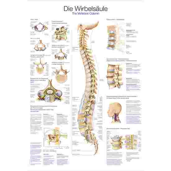 Erler Zimmer Anatomic Wall Charts (in German) 3 Erler Zimmer Anatomic Wall Charts (in German)