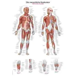 Erler Zimmer Anatomic Wall Charts (in German) 17 Erler Zimmer Anatomic Wall Charts (in German) -Sport-Thieme Shop 316 5629