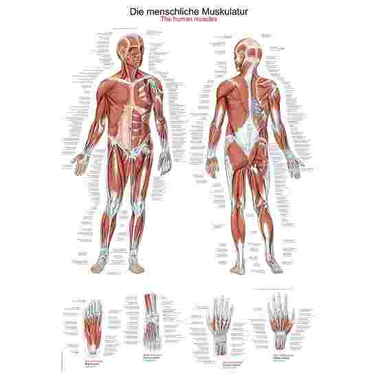 Erler Zimmer Anatomic Wall Charts (in German) 10 Erler Zimmer Anatomic Wall Charts (in German) - Image 8