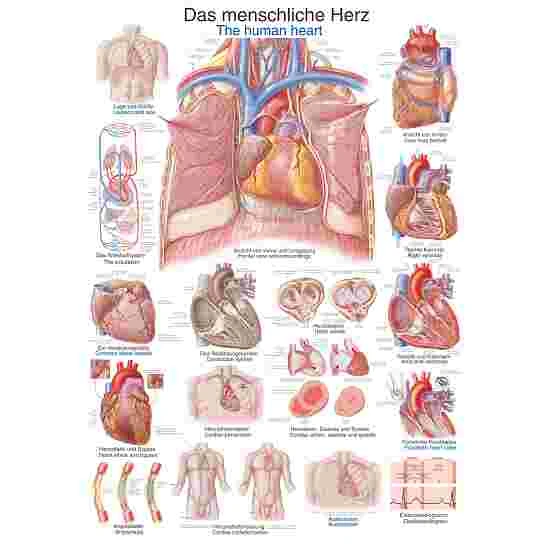 Erler Zimmer Anatomic Wall Charts (in German) 5 Erler Zimmer Anatomic Wall Charts (in German) - Image 3