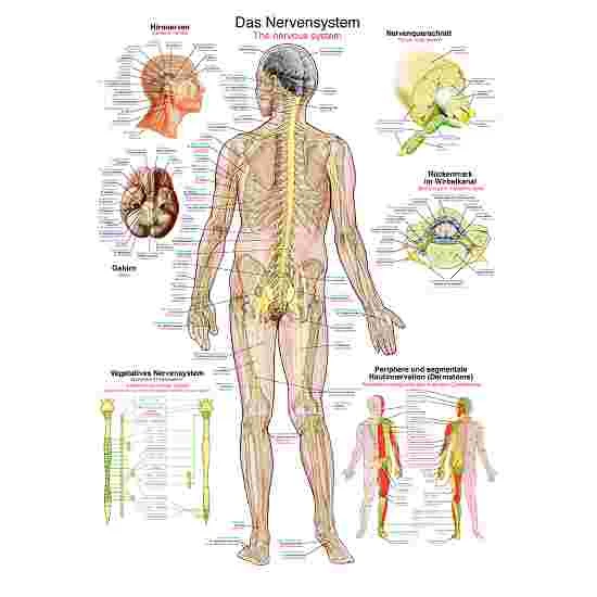 Erler Zimmer Anatomic Wall Charts (in German) 7 Erler Zimmer Anatomic Wall Charts (in German) - Image 5