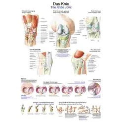 Erler Zimmer Anatomic Wall Charts (in German) 14 Erler Zimmer Anatomic Wall Charts (in German) -Sport-Thieme Shop 316 5658 1
