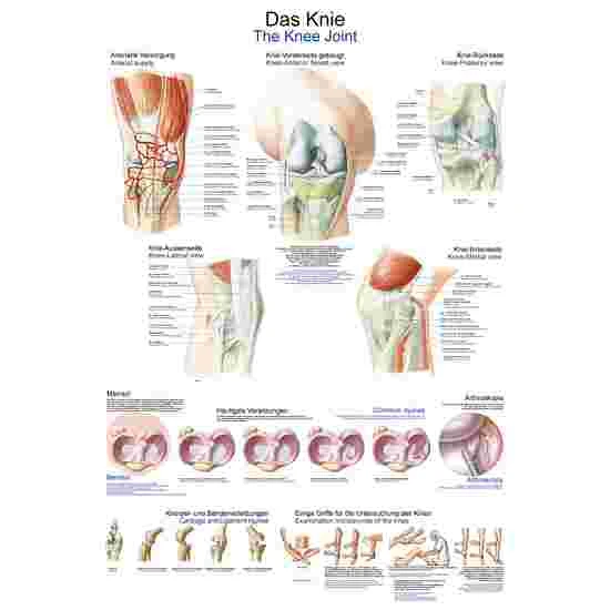 Erler Zimmer Anatomic Wall Charts (in German) 10 Erler Zimmer Anatomic Wall Charts (in German) - Image 8