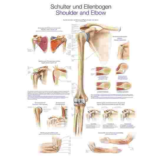 Erler Zimmer Anatomic Wall Charts (in German) 10 Erler Zimmer Anatomic Wall Charts (in German) - Image 8