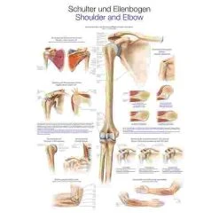 Erler Zimmer Anatomic Wall Charts (in German) 15 Erler Zimmer Anatomic Wall Charts (in German) -Sport-Thieme Shop 316 5661 7