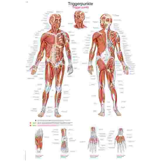 Erler Zimmer Anatomic Wall Charts (in German) 9 Erler Zimmer Anatomic Wall Charts (in German) - Image 7