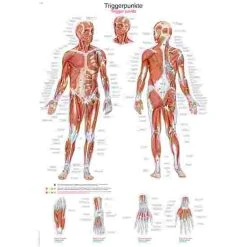 Erler Zimmer Anatomic Wall Charts (in German) 16 Erler Zimmer Anatomic Wall Charts (in German) -Sport-Thieme Shop 316 5674