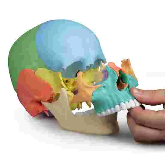 Erler Zimmer 22-Part Osteopathy Skull Model 4 Erler Zimmer 22-Part Osteopathy Skull Model - Image 2