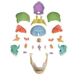 Erler Zimmer 22-Part Osteopathy Skull Model 10 Erler Zimmer 22-Part Osteopathy Skull Model -Sport-Thieme Shop 328 5754 2