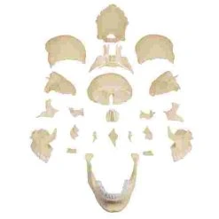 Erler Zimmer 22-Part Osteopathy Skull Model 11 Erler Zimmer 22-Part Osteopathy Skull Model -Sport-Thieme Shop 328 5767 1