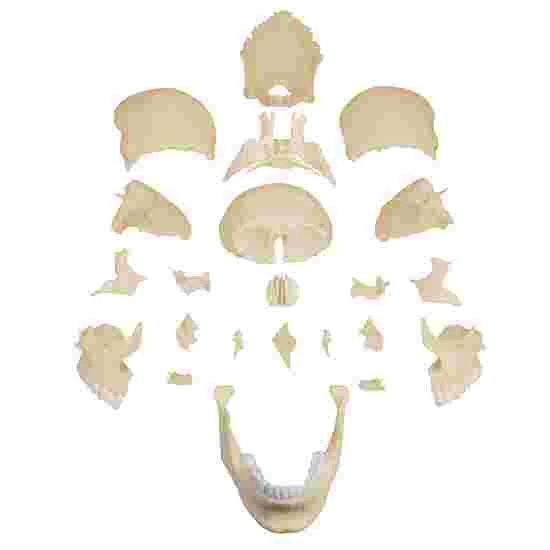 Erler Zimmer 22-Part Osteopathy Skull Model 6 Erler Zimmer 22-Part Osteopathy Skull Model - Image 4