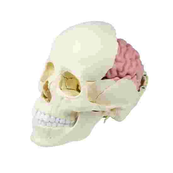 Erler Zimmer 22-Part Osteopathy Skull Model 7 Erler Zimmer 22-Part Osteopathy Skull Model - Image 5