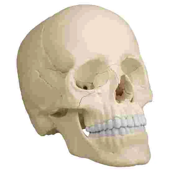 Erler Zimmer 22-Part Osteopathy Skull Model 8 Erler Zimmer 22-Part Osteopathy Skull Model - Image 6